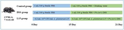 In vivo evidence of the prevents DSS-induced colitis of Lactiplantibacillus plantarum L15